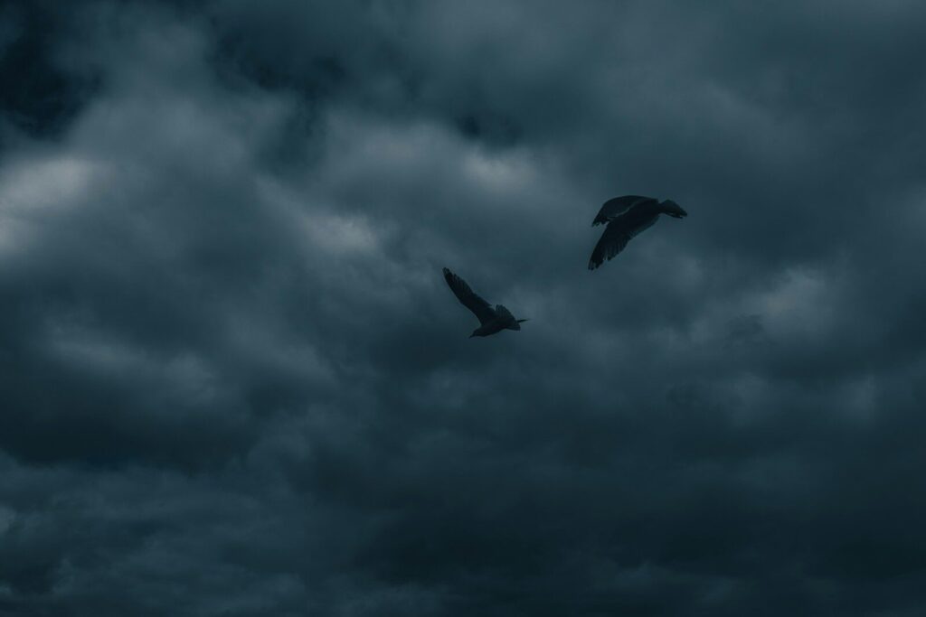 black bird flying under cloudy sky during daytime